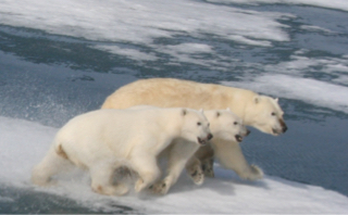 Nanuit (polar bears) travelling on ice